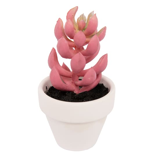 Dark Pink Potted Micro Succulent by Ashland®